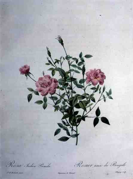 Rosa indica pumila (dværg bengalrose), graveret af Chapuy, fra 
