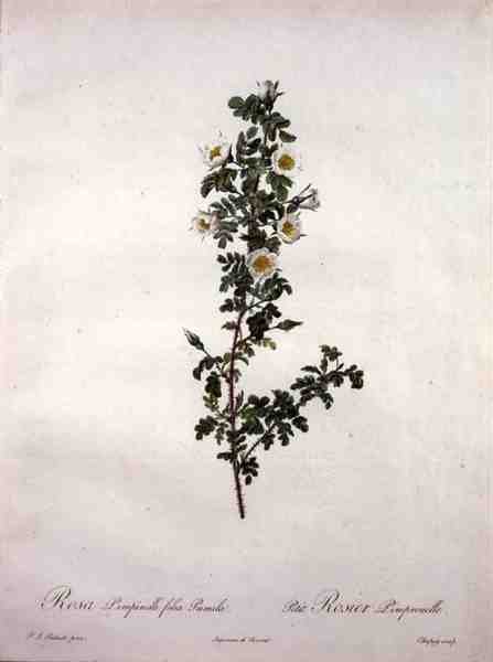 Rosa pimpinelli folia pumila (dværg skotsk rose), graveret af Chapuy, fra 