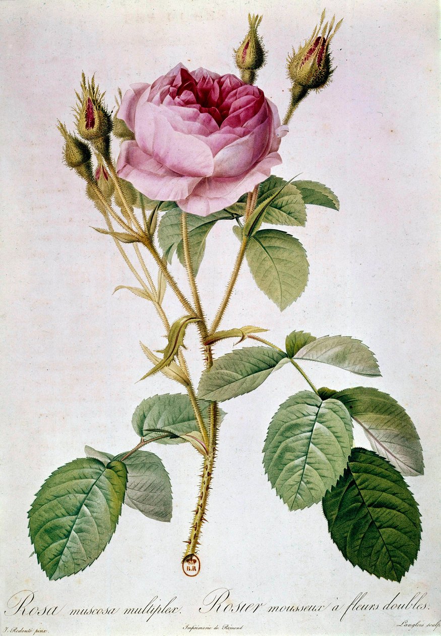 Rose Planche af Pierre Joseph Redoute (1759-1840) 1817 Paris, B.N. af Pierre Joseph (after) Redoute