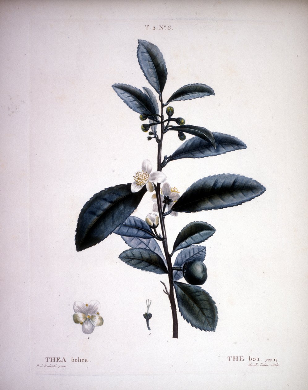 Thea Bohea - The Bou af Redoute. - i "" New Duhamel du Monceau eller afhandling om træer og buske, der dyrker i Frankrig", figurer ifølge tegningerne af P.J. Redoute og P. Bessa, Paris af Pierre Joseph (after) Redoute