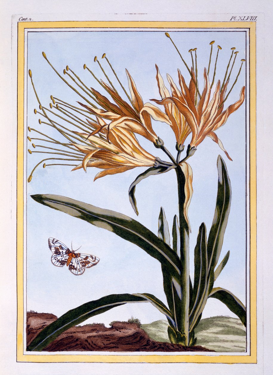 A Lily, pub. 1776. af Pierre Joseph Buchoz