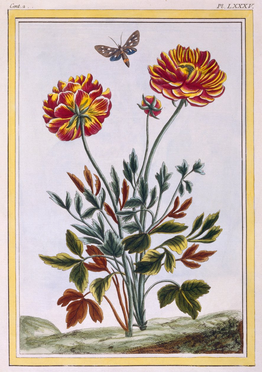 En række dobbeltblomstret gul valmue, ca. 1776 (håndfarvet gravering) af Pierre Joseph Buchoz