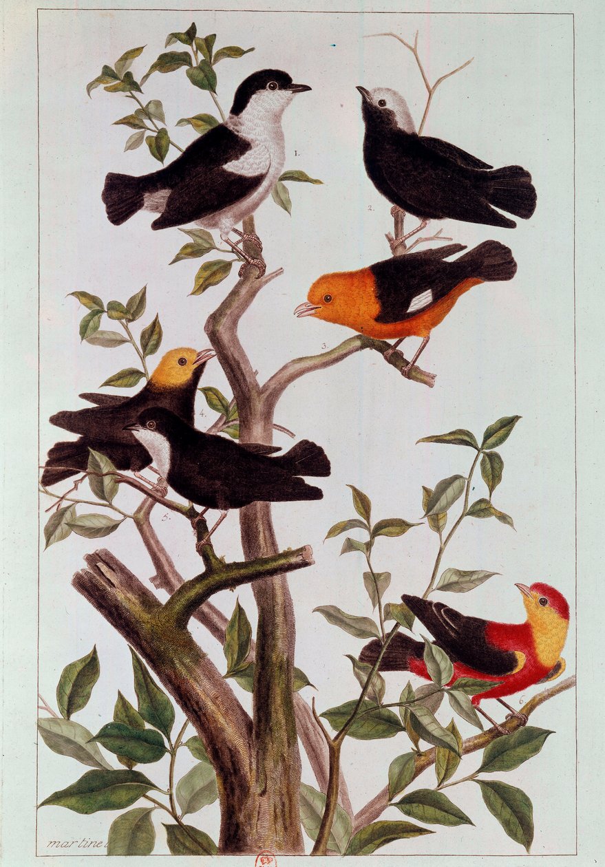 Fugle på grene Litografi af Pierre Joseph (1731-1807) 1700-tallets Paris, B.N. af Pierre Joseph Buchoz