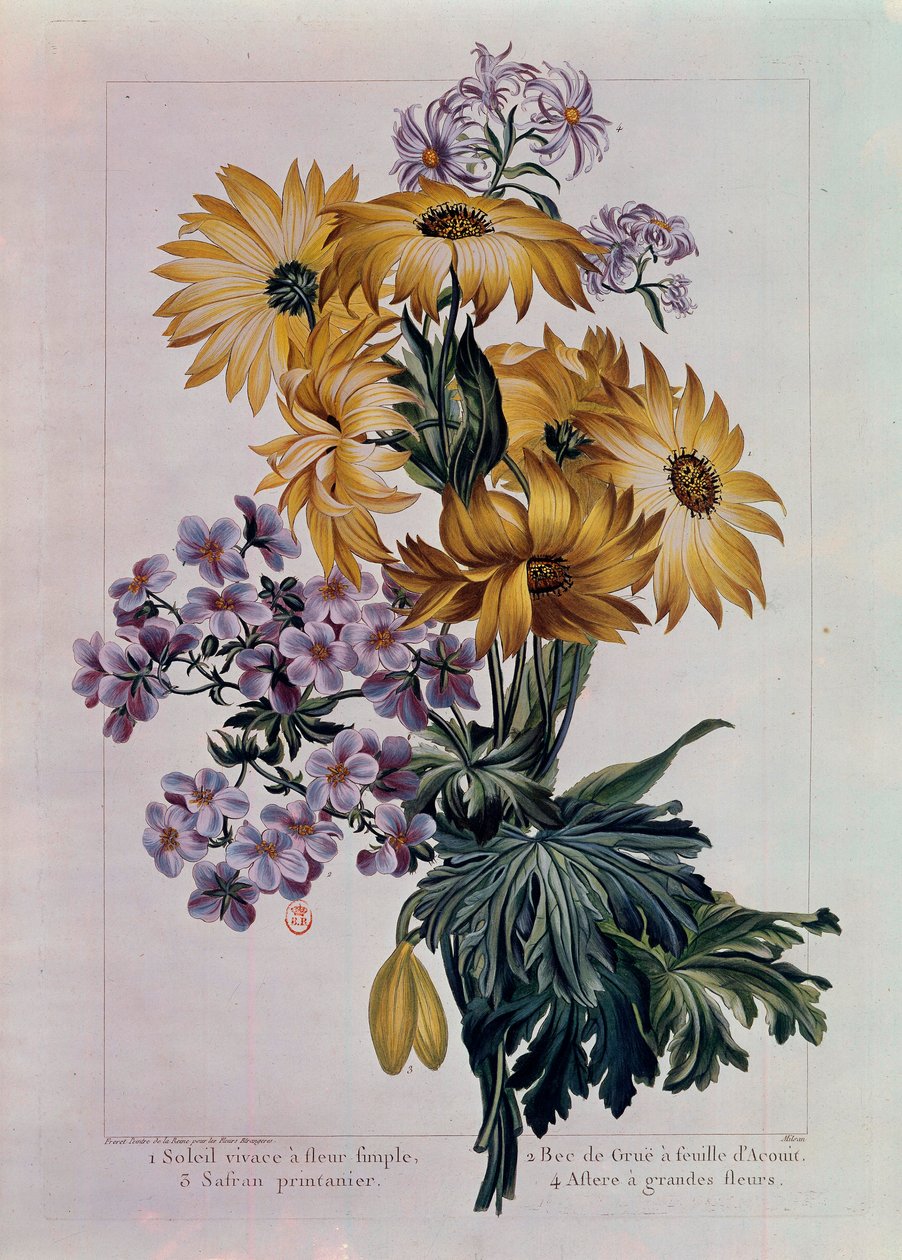 Buket af sole og andre blomster. Flerårig sol med enkeltblomst, tranenæb med acouitblad og aster med store blomster. Litografi af Pierre Joseph (1731-1807) 1700-tallets Paris, B.N. af Pierre Joseph Buchoz
