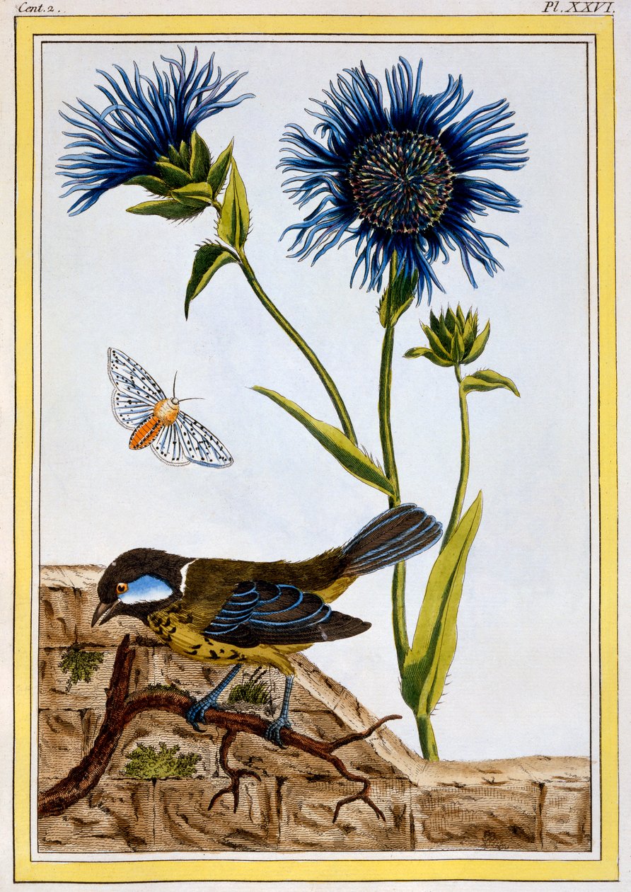 Kornblomst, værtshus. 1776. af Pierre Joseph Buchoz