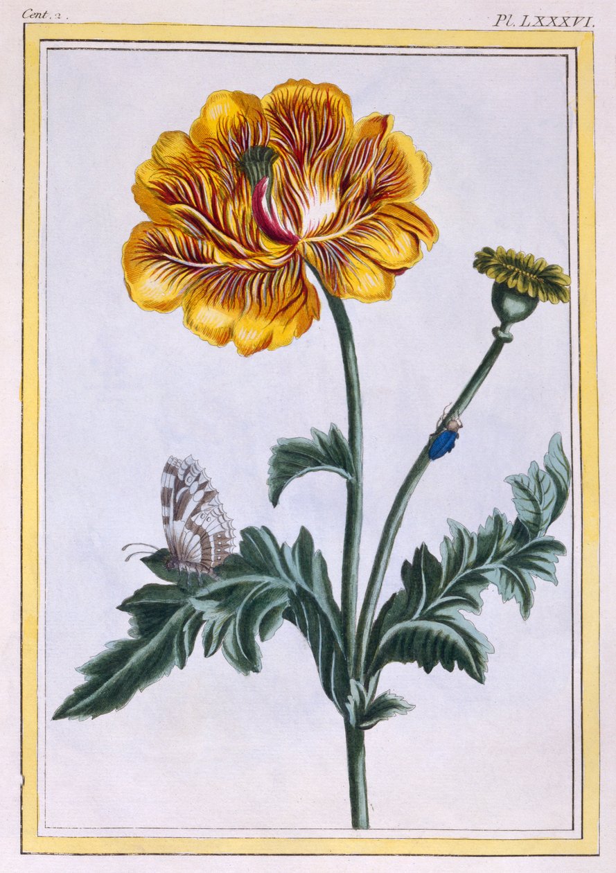 Double Creeping Buttercup Ranunculus repens Var: Pleniflorus, pub. 1776. af Pierre Joseph Buchoz
