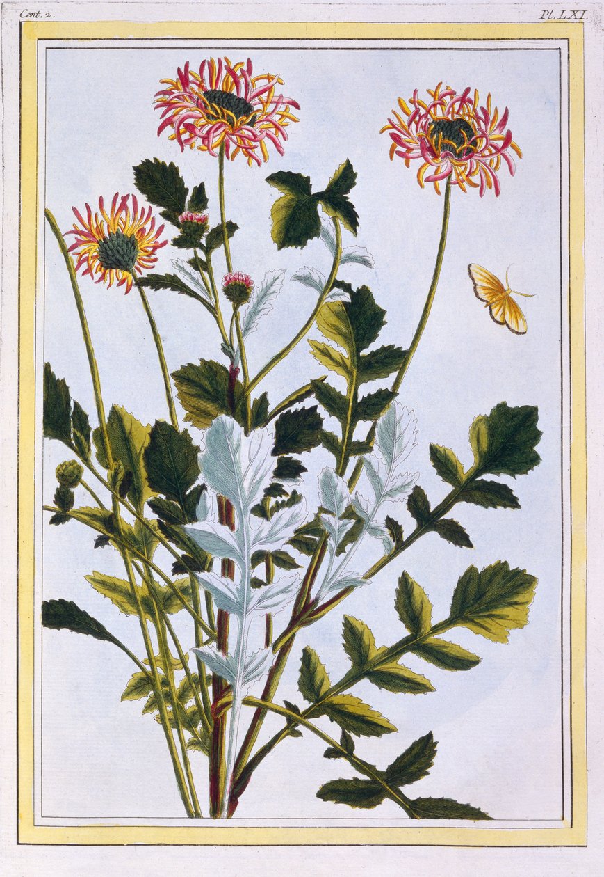 Etiopisk Arcotis (afrikansk lilje), ca. 1766 (håndfarvet gravering) af Pierre Joseph Buchoz