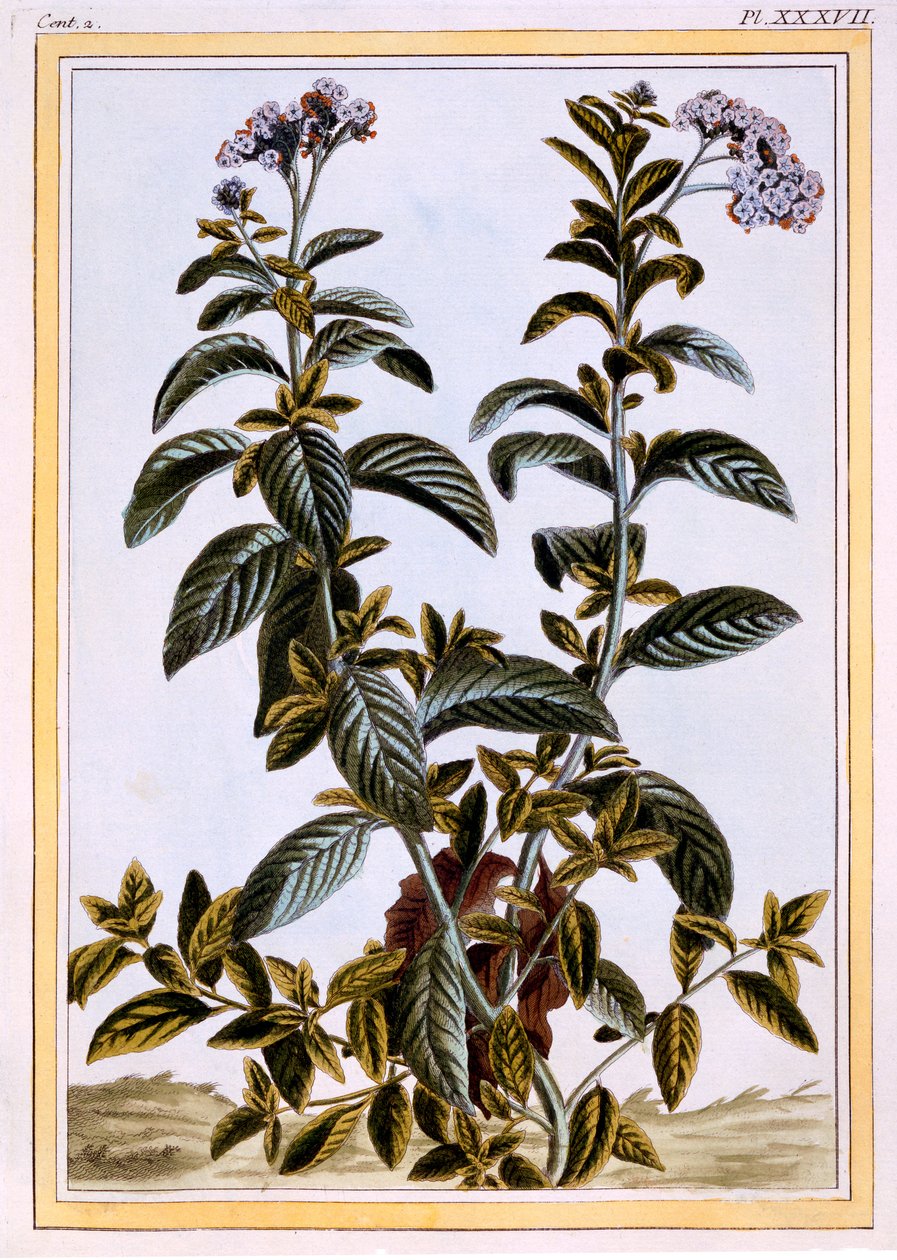 Heliotrop eller kirsebærtærte, ca. 1766 (håndfarvet gravering) af Pierre Joseph Buchoz