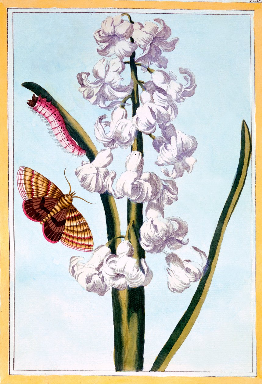 Hyacint, ca.1766 (håndkoloreret stik) af Pierre Joseph Buchoz