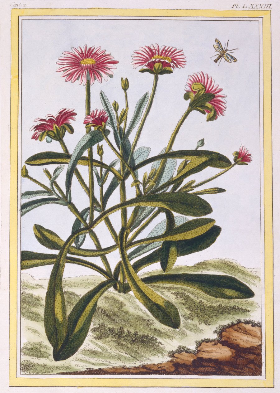 The Ficoid of Africa eller Mesembryanthemum, pub. 1776. af Pierre-Joseph Buchoz