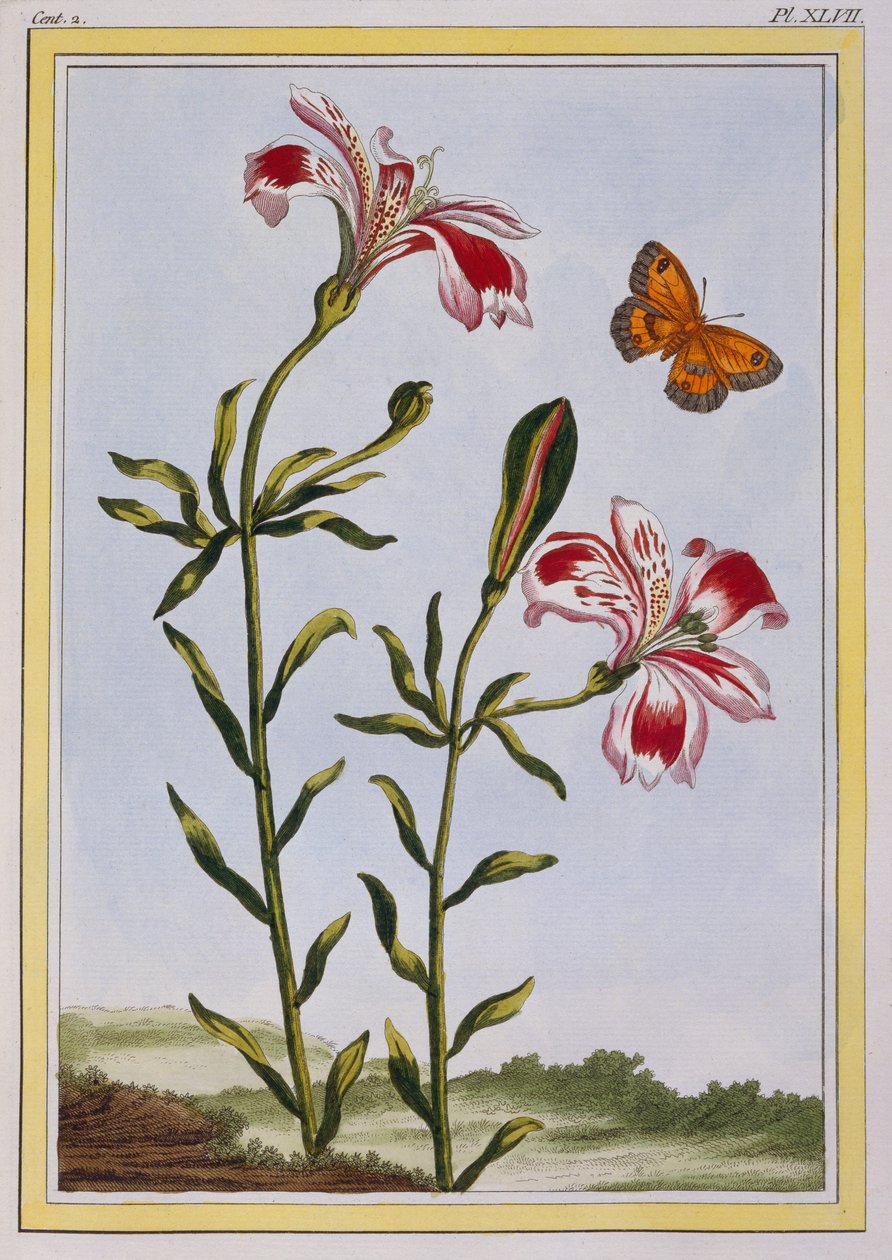 La Fleur Tachete des Incas (peruviansk lilje), ca. 1766 (håndkoloreret stik) af Pierre Joseph Buchoz