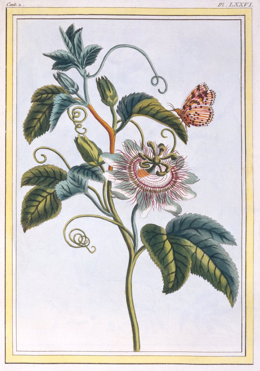 La Grenadille eller Le Maracot, pub. 1776. af Pierre Joseph Buchoz