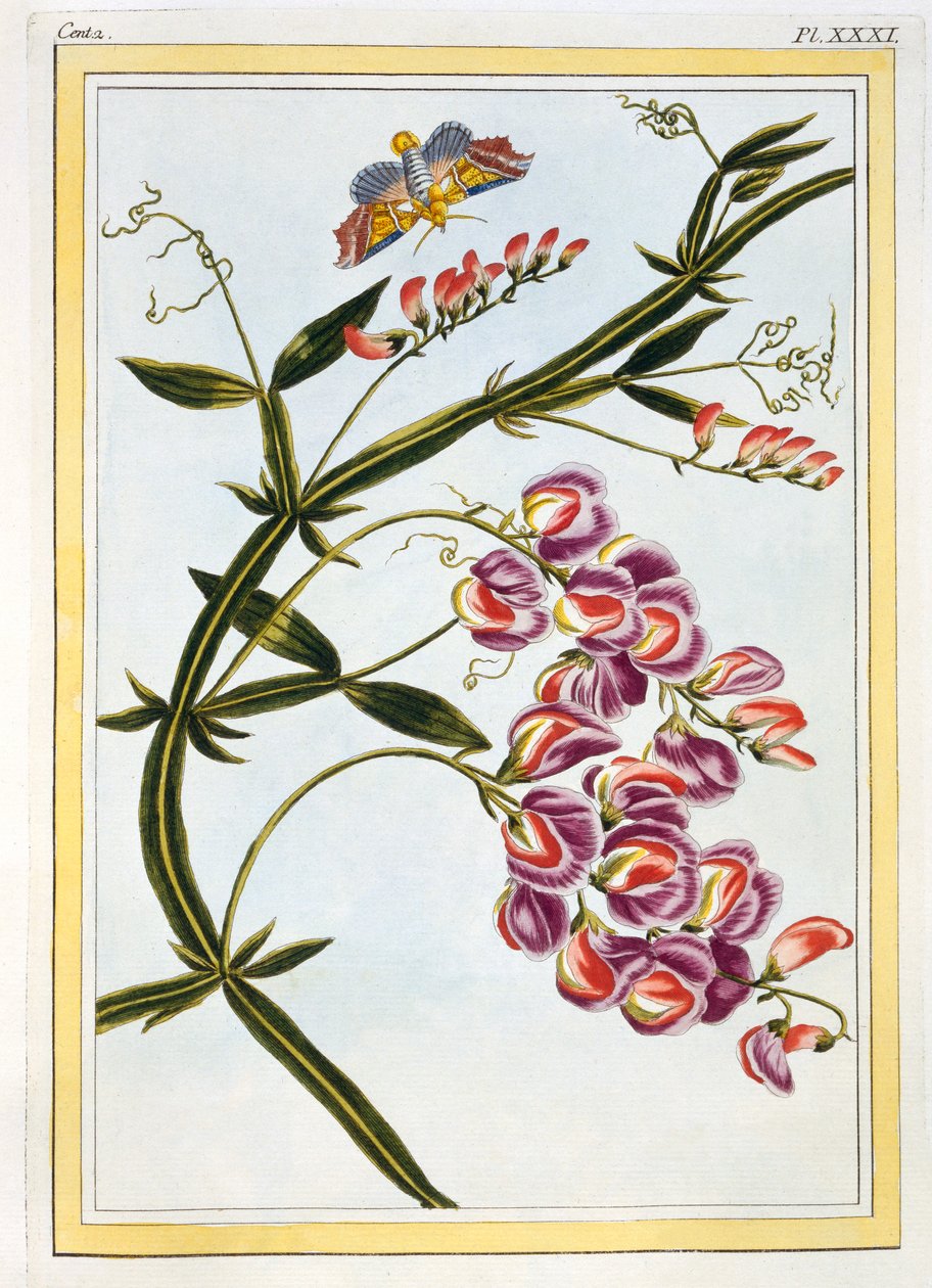 Le Grand Lathyre Everlasting Sweet Pea, pub. 1776. af Pierre Joseph Buchoz