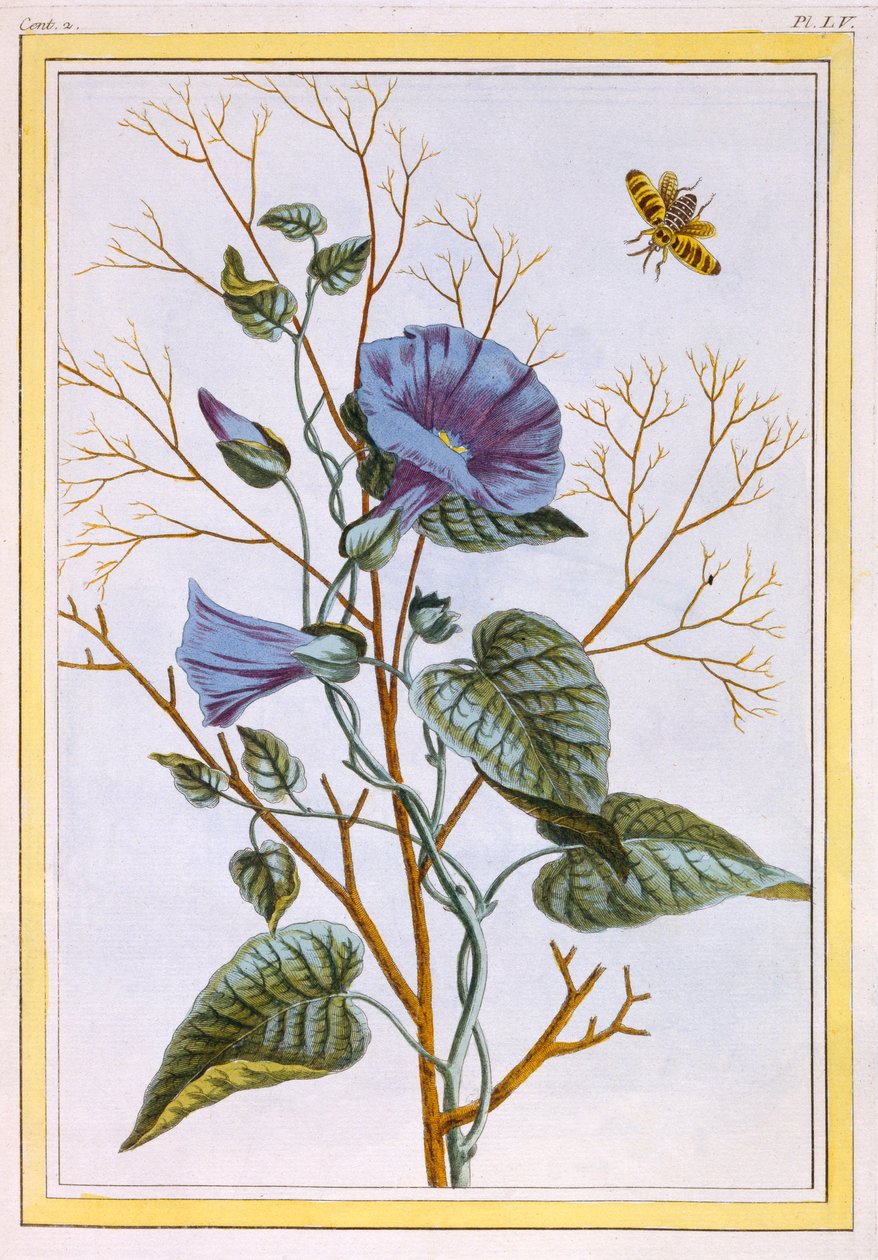 The Great Purple Bindweed Convolvulus, pub. 1776. af Pierre-Joseph Buchoz