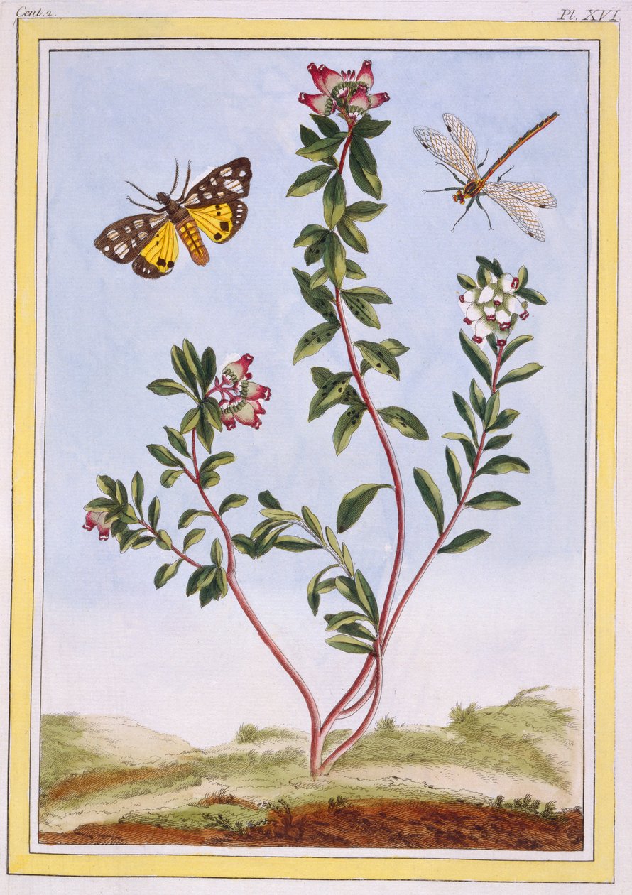 Le Petit arbousier des Alpes Bjerglyng, pub. 1776. af Pierre Joseph Buchoz