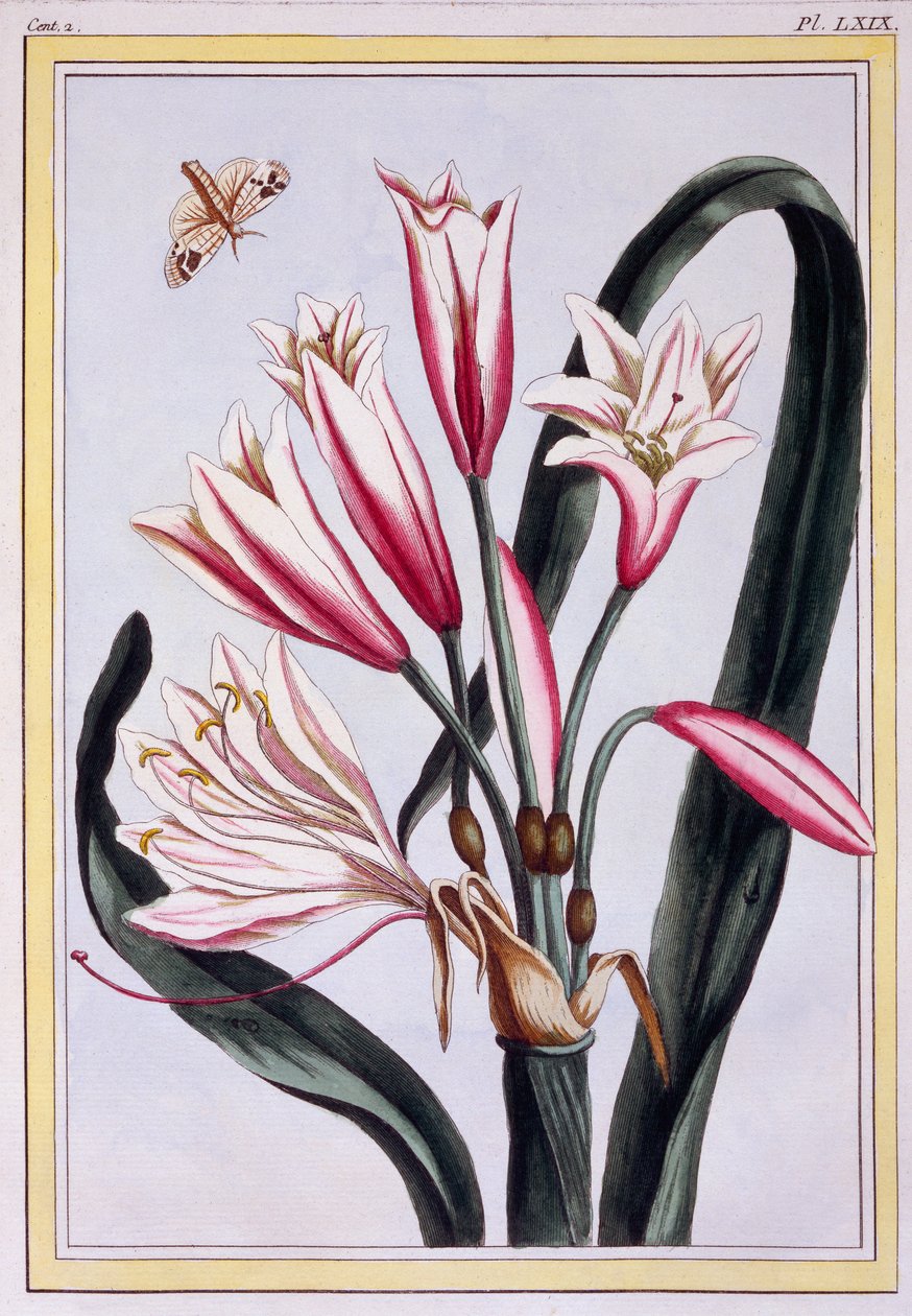 Long Leaved Amaryllis, pub. 1776. af Pierre Joseph Buchoz