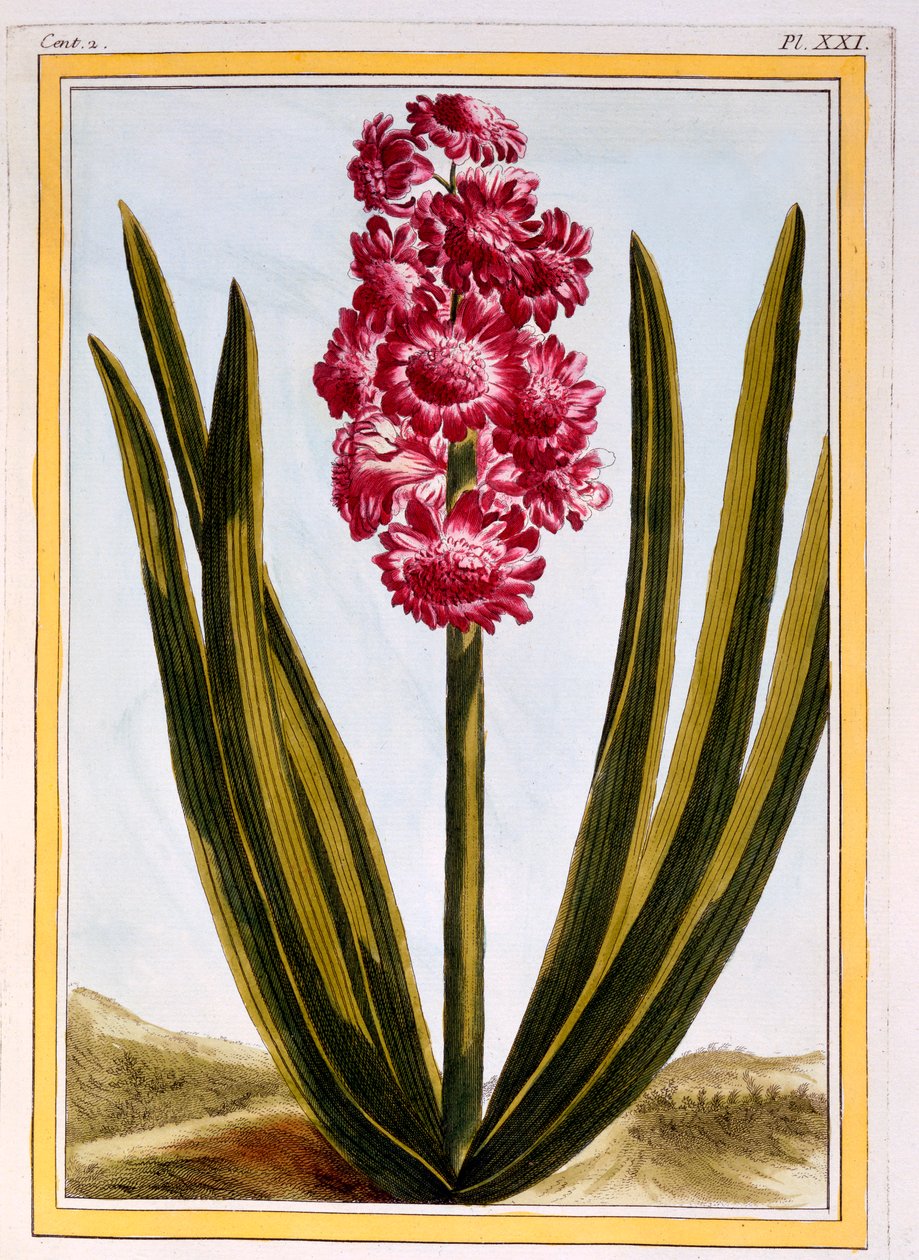 Royal Crimson, pub. 1776. af Pierre Joseph Buchoz
