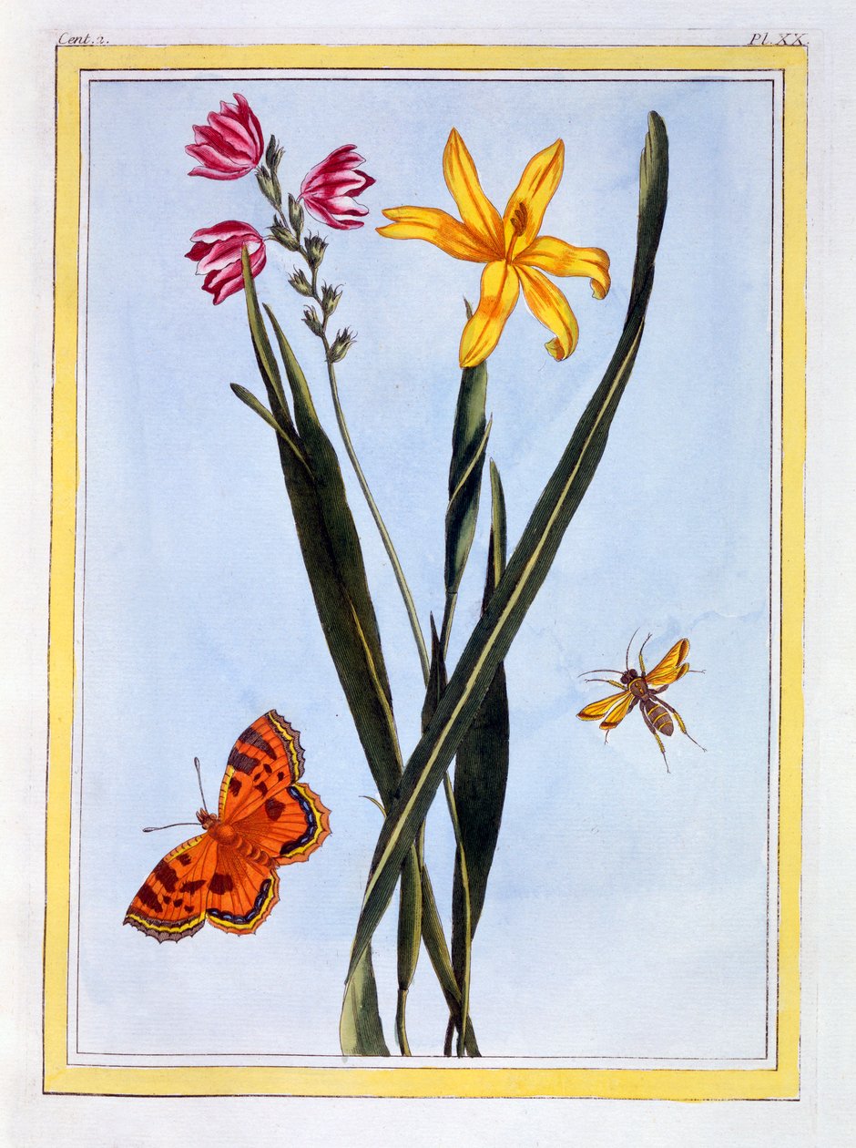 Sydamerikanske Ixia, pub. 1776. af Pierre Joseph Buchoz