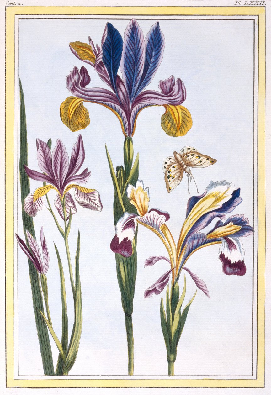 Broget iris, ca. 1776 (håndkoloreret gravering) af Pierre Joseph Buchoz