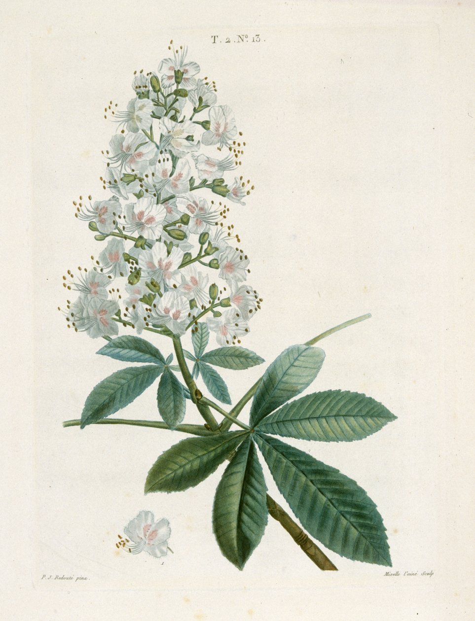 Aesculus Hippocastorum, Hestekastanje, c1800-1830. af Pierre Joseph Redouté