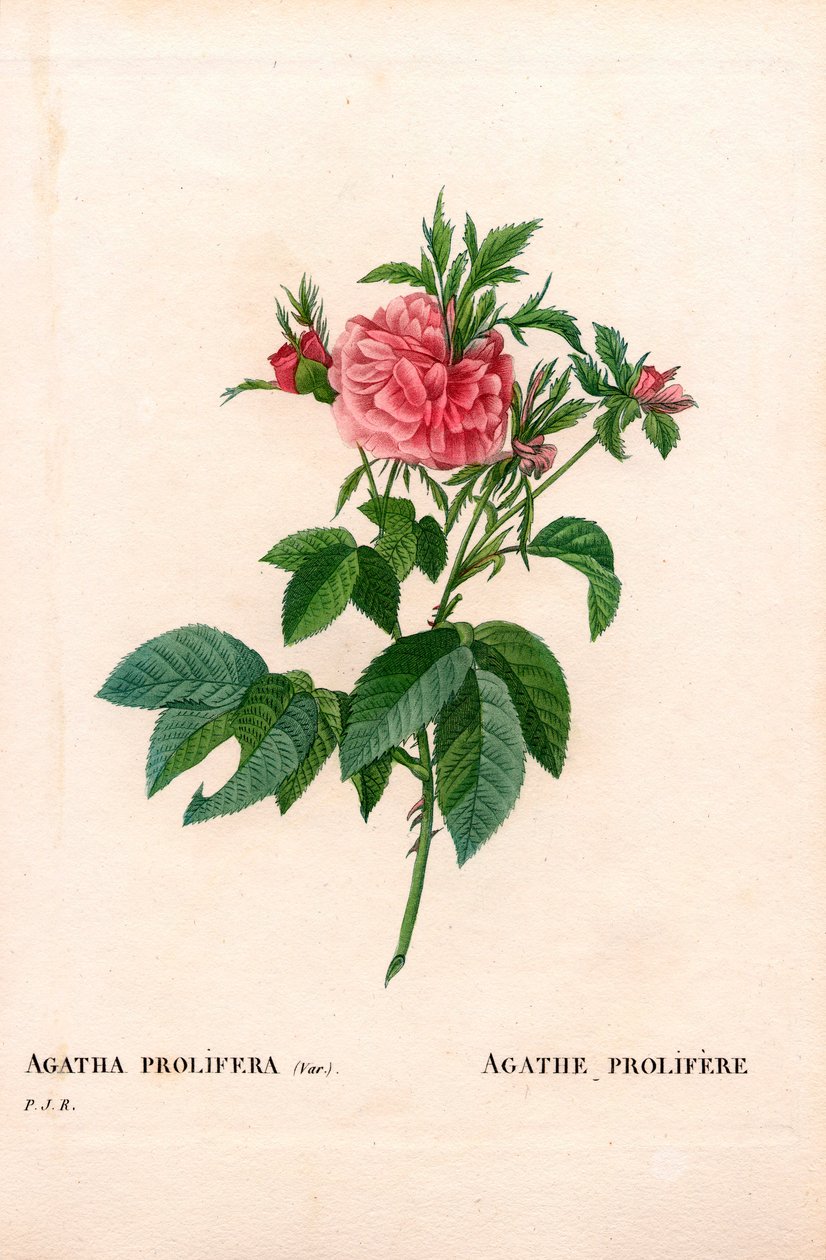 Agatha prolifere rose, Rosa gallica sort. Håndfarvet stiplet kobberstik fra Pierre Joseph Redoutes "" Les Roses,"" Paris af Pierre Joseph Redouté