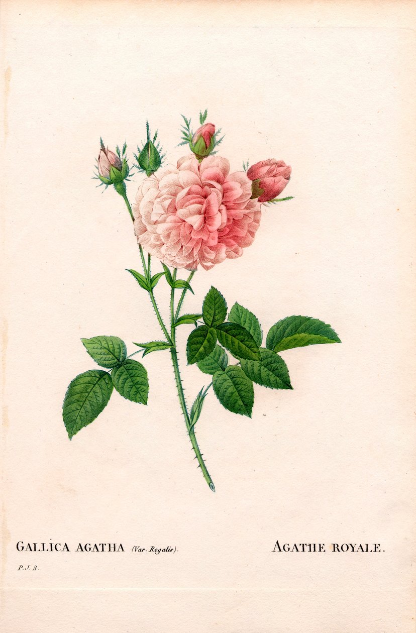 Agathe Royale rose, Rosa gallica sort. Håndfarvet stiplet kobberstik fra Pierre Joseph Redoutes "" Les Roses,"" Paris af Pierre Joseph Redouté