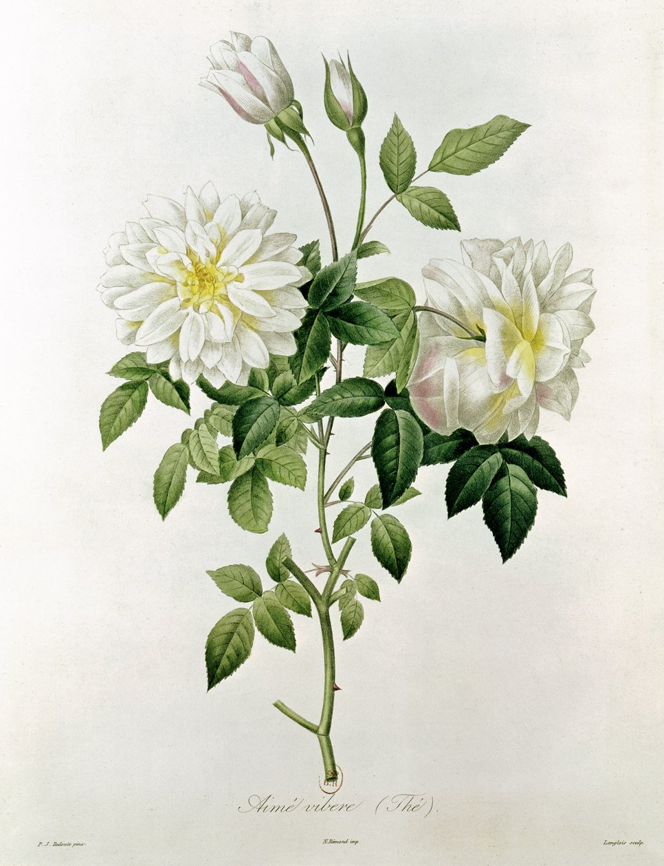 Aime Vibere (Te) graveret af Eustache Hyacinthe Langlois (1777-1837) af Pierre Joseph Redouté