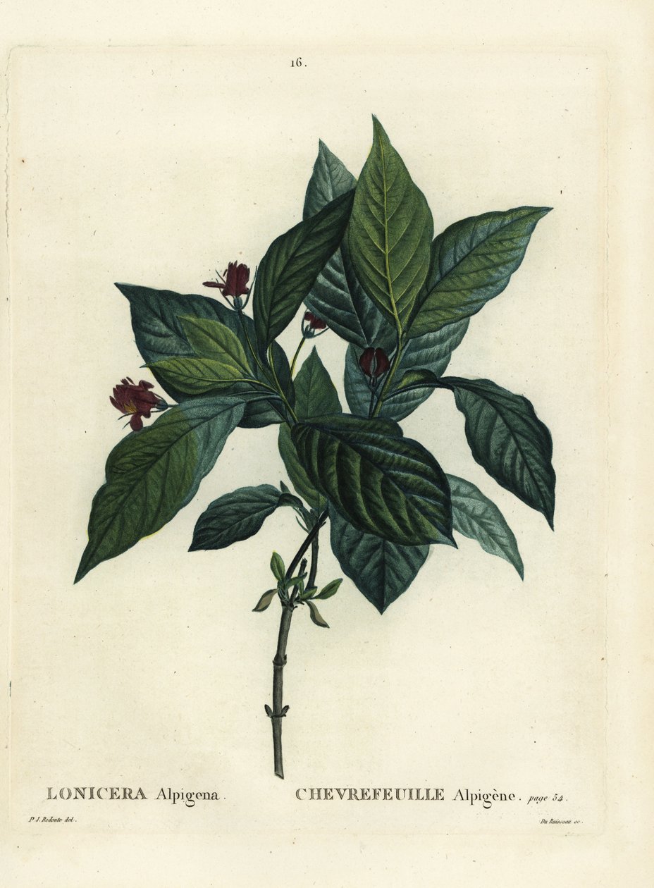 Alpine kaprifolier, Lonicera alpigena. Håndfarvet stipplegravering af Du Ruisseau efter en illustration af Pierre-Joseph Redoute fra Henri Louis Duhamel du Moncels Treat des Arbres et Shrustes, Paris af Pierre Joseph Redouté