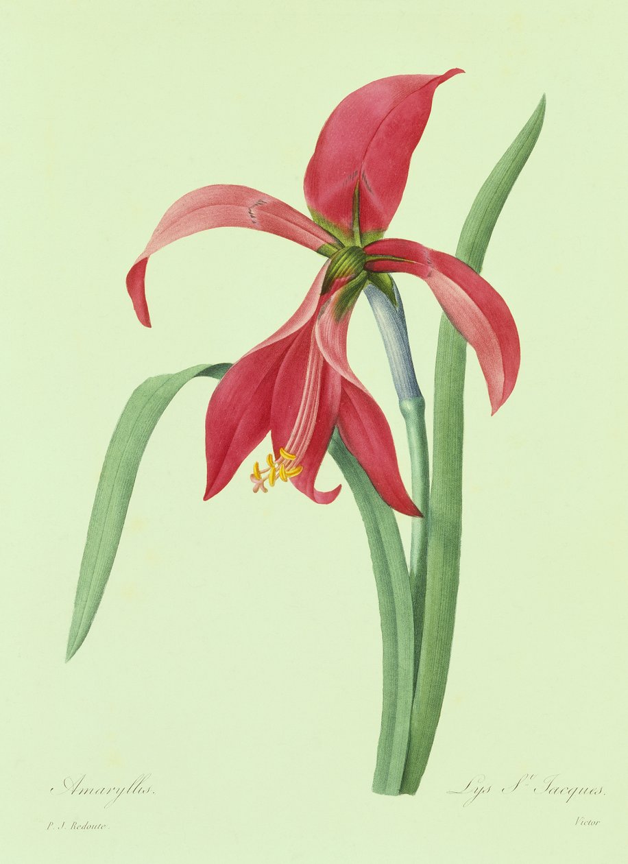 Amaryllis (farvet gravering) af Pierre Joseph Redouté