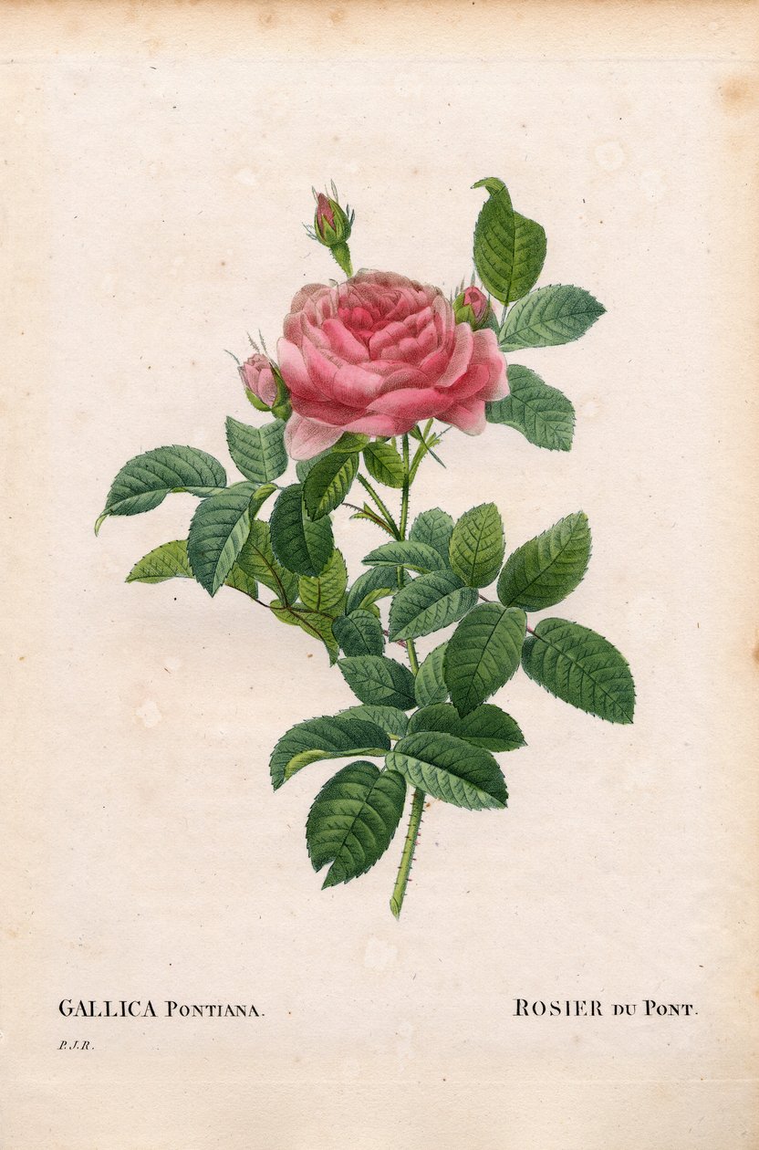 Andre Du Ponts rose, Rosa gallica sort, Rosier du Pont. Håndfarvet stiplet kobberstik fra Pierre Joseph Redoutes ""Les Roses,"" Paris af Pierre Joseph Redouté