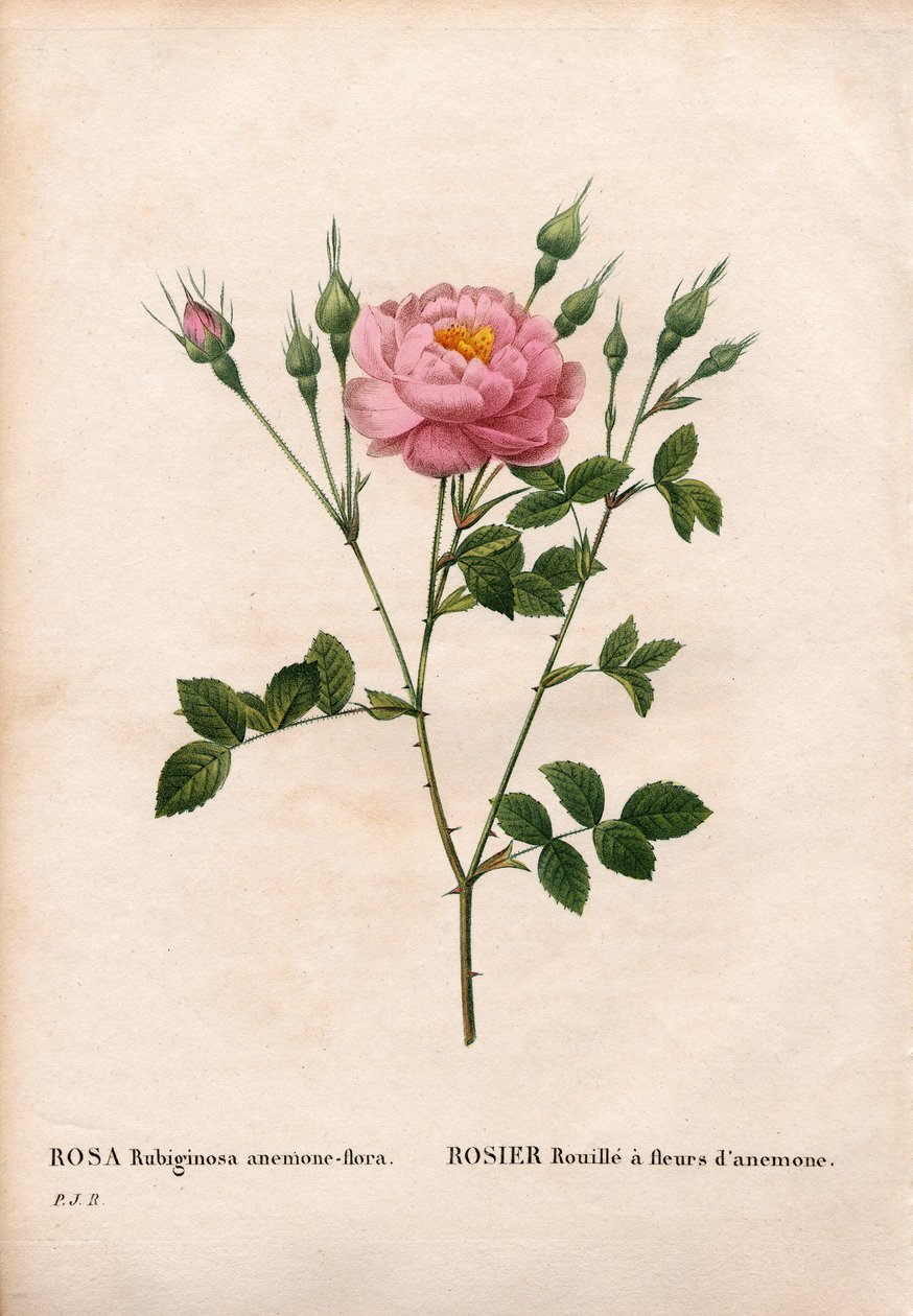 Anemoneblomstret sødbriarrose, Rosa rubiginosa sort, Rosenrust med anemoneblomster. Håndfarvet stiplet kobberstik fra Pierre Joseph Redoutes "" Les Roses,"" Paris af Pierre Joseph Redouté