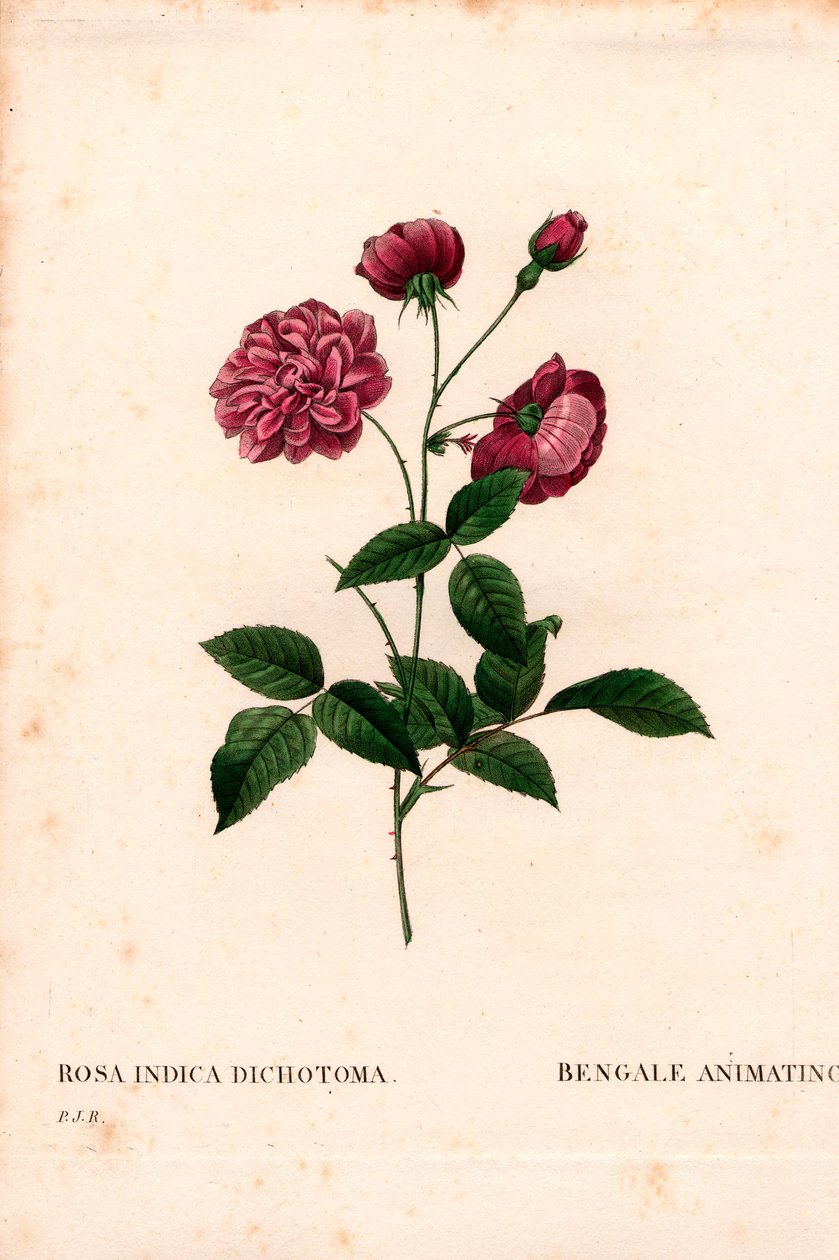 Animerende Kina-rose, Rosa chinensis hybrid, Bengalen animerer. Håndfarvet stiplet kobberstik fra Pierre Joseph Redoutes "" Les Roses,"" Paris af Pierre Joseph Redouté