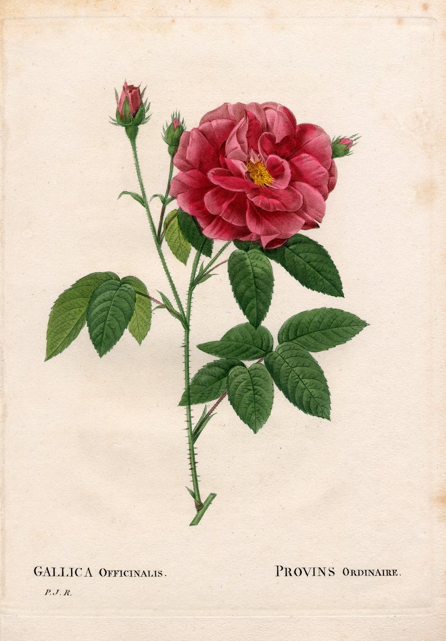 Apotekerrose, Rosa gallica var. officinalis, Rose de Provins alm. Håndfarvet stiplet kobberstik fra Pierre Joseph Redoutes "" Les Roses,"" Paris af Pierre Joseph Redouté