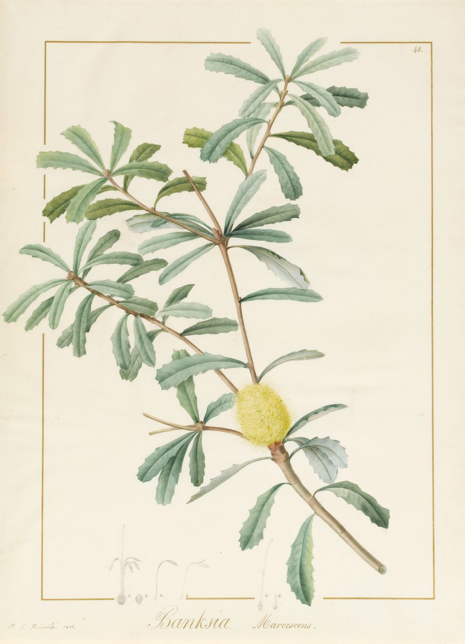 Banksia Marcescens, 1813 (wc og kropsfarve over grafit på vellum) af Pierre Joseph Redouté