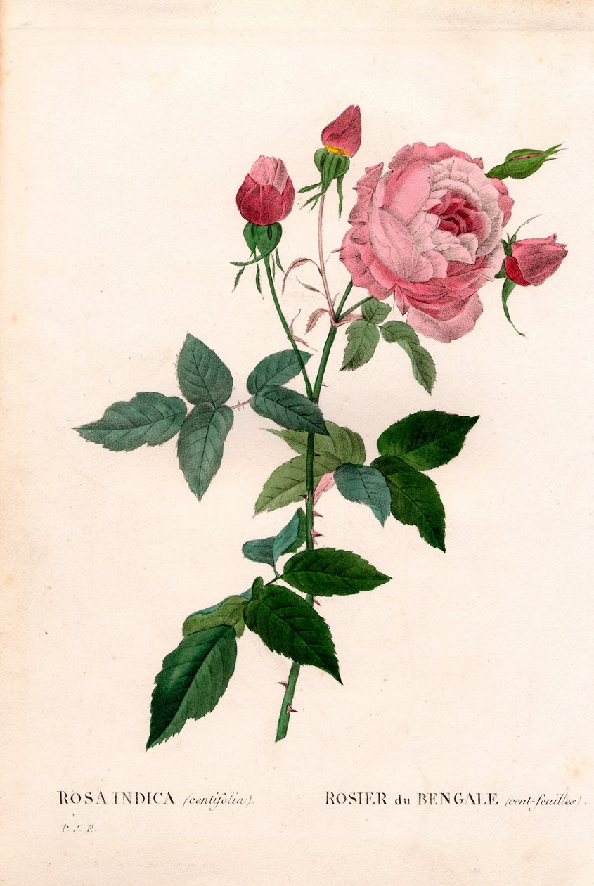 Bengal 100-blads pink, Rosa chinensis sort, Bengal rose (et hundrede blade). Håndfarvet stiplet kobberstik fra Pierre Joseph Redoutes "" Les Roses,"" Paris af Pierre Joseph Redouté