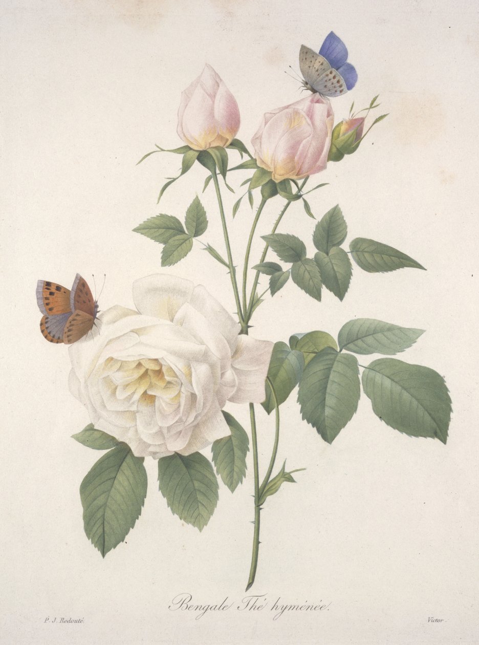 Bengal Hymenal Tea, fra Choice Of The Most Beautiful Flowers and Most Beautiful Fruits, 1827 (håndfarvet stiplet gravering) af Pierre Joseph Redouté