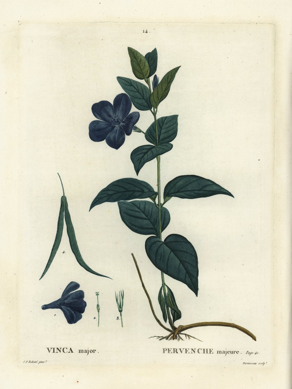 Storbladet periwinkle, stor periwinkle eller blå periwinkle, Vinca major. Håndfarvet stipplegravering af Duruisseau efter en illustration af Pierre-Joseph Redoute fra Henri Louis Duhamel du Moncels Treat des Arbres et Shrustes, Paris af Pierre Joseph Redouté