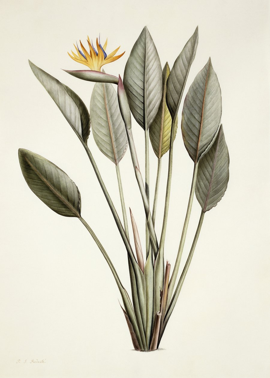 Paradisfugl; Dronning Strelitzia af Pierre Joseph Redouté