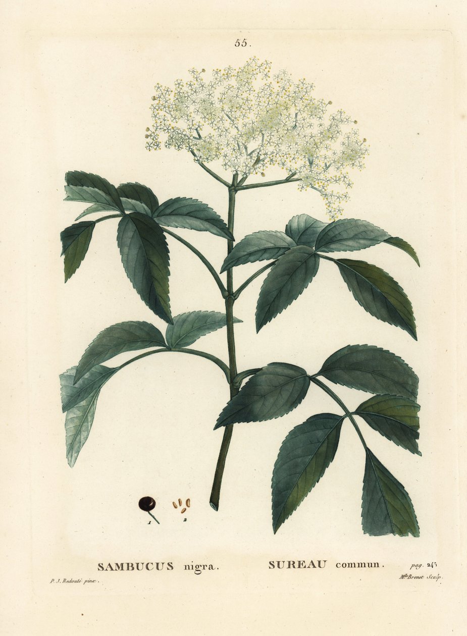 Sort hylde eller europæisk hyldebær, Sambucus nigra. Håndfarvet stipplegravering af Miss Brenet efter en illustration af Pierre-Joseph Redoute fra Henri Louis Duhamel du Moncels Treat des Arbres et Shrustes, Paris af Pierre Joseph Redouté