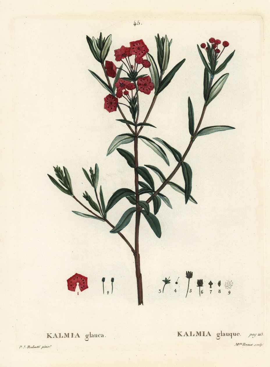Laurbærmose, Kalmia polifolia (Kalmia glauca). Håndfarvet stipplegravering af Miss Brenet efter en illustration af Pierre-Joseph Redoute fra Henri Louis Duhamel du Moncels Treat des Arbres et Shrustes, Paris af Pierre Joseph Redouté