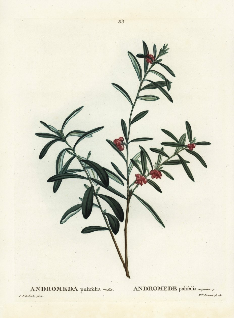 Moserosmarin, Andromeda polifolia. Håndfarvet stipplegravering af efter en illustration af Pierre-Joseph Redoute fra Henri Louis Duhamel du Monceaus Treat des Arbres et Shrustes, Paris af Pierre Joseph Redouté