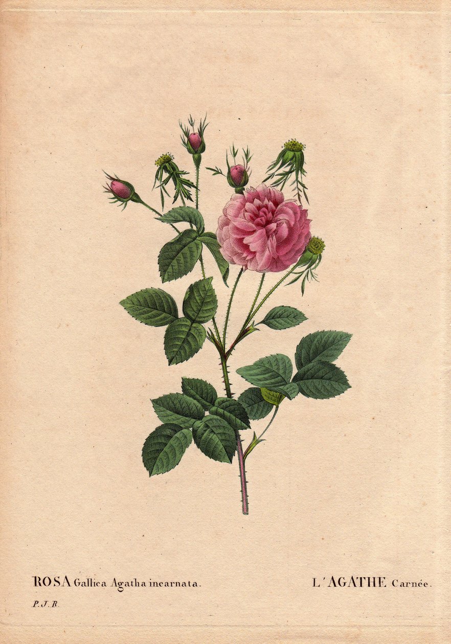 Botanisk bord, blomst, rosesort: Agathe carnee (Rosa gallica agatha incarnata). Ukendt oprindelse, hybrid art af Rose Gallica Damask. I "" The Roses", bind 2 af Pierre Joseph Redoute (1759-1840) af Pierre Joseph Redouté