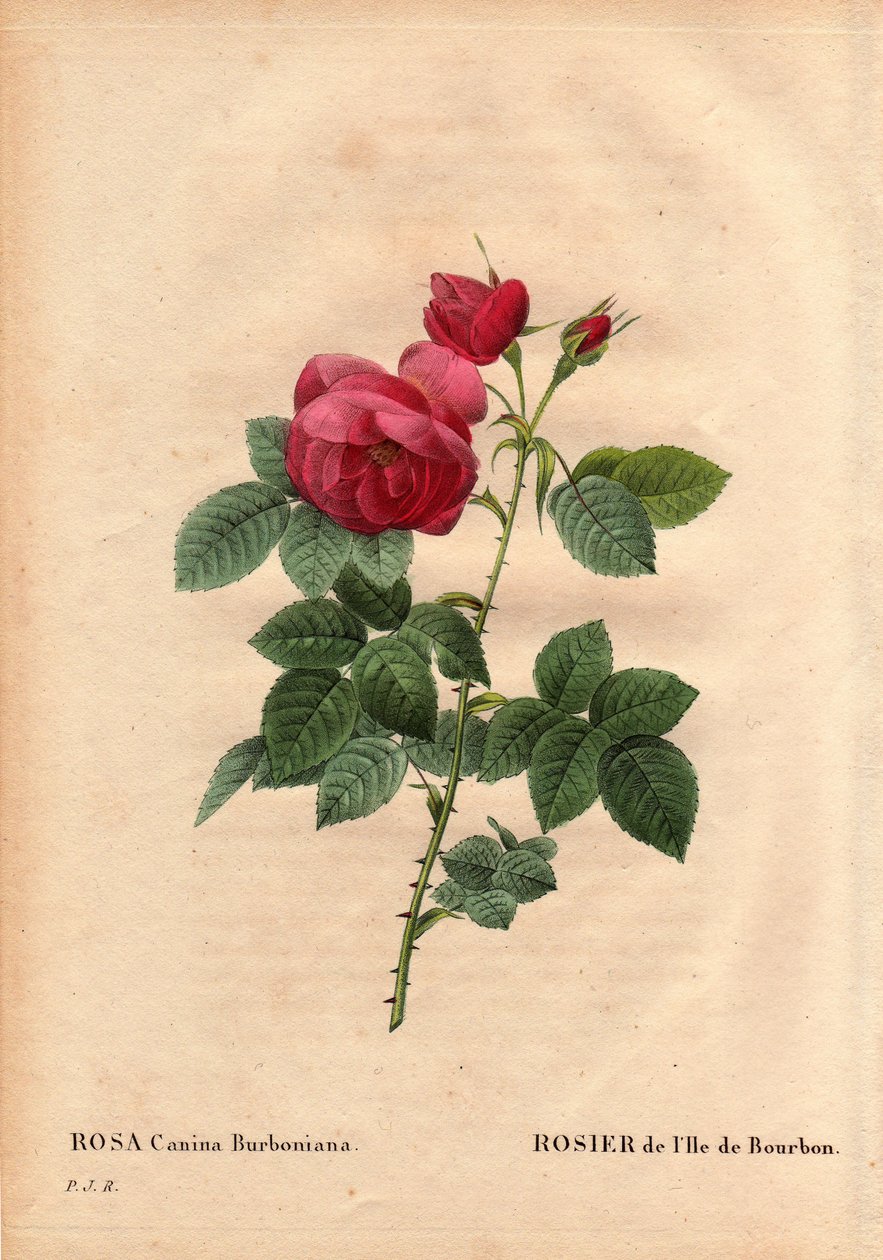 Botanisk bord, blomst, rosesort: Bourbon Island Rose (Rosa canina burbonia). Dyrket i 1821 i Neuilly, Frankrigs haver af Monsieur Jacques med frø fra øen Bourbon. I "" Les Roses", bind 2 af Pierre Joseph Redoute (1759-184 af Pierre Joseph Redouté