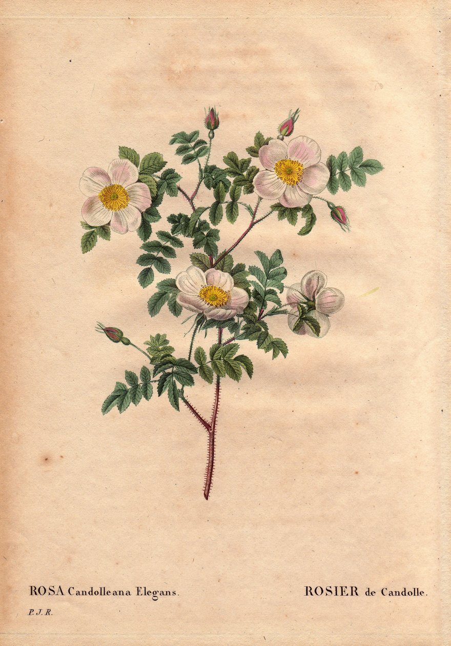 Botanical Board, Flower, Rose Variete: De Candolle