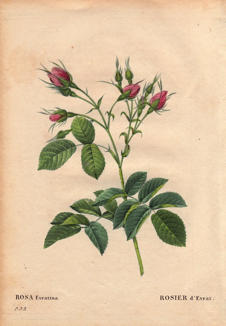Botanisk bord, blomst, rosesort: Evrat Rose (Rosa evratina). Oprindelse ukendt, fra hollandske drivhuse og giver til Monsieur Evrath før 1824. I "" Les Roses", bind 2 af Pierre Joseph Redoute (1759-1840) af Pierre Joseph Redouté