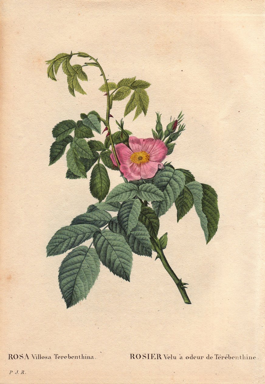 Botanisk bord, blomst, rosesort: Behåret rose har duften af Terebenthine (Rosa Villosa Terebenthina). I "" Les Roses", bind 2 af Pierre Joseph Redoute (1759-1840) af Pierre Joseph Redouté