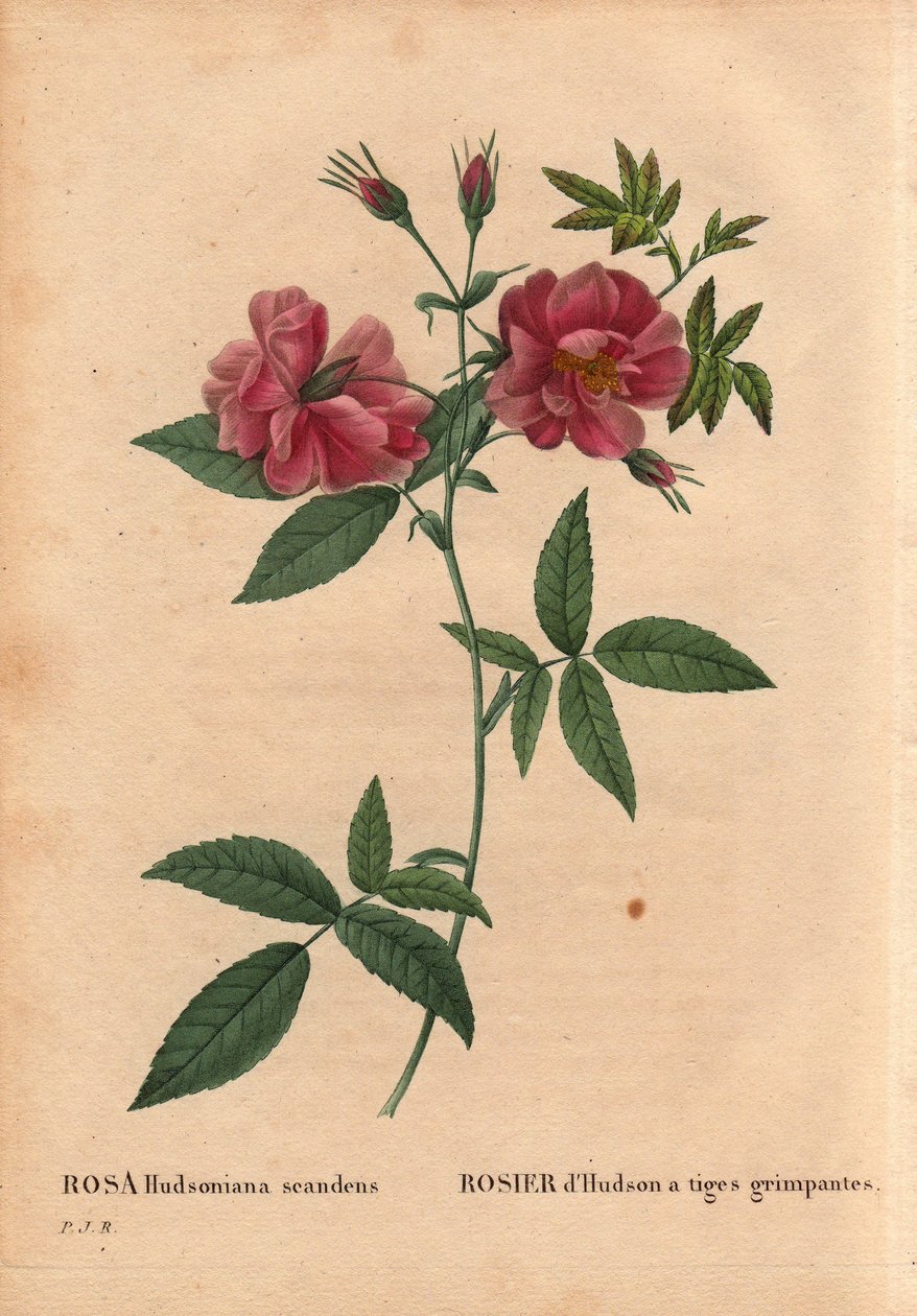 Botanisk tavle, blomst, rosesort: Hudsonrose med klatrende stængler (Rosa hudsoniana scandens). Fra Nordamerika. I "" Les Roses", bind 2 af Pierre Joseph Redoute (1759-1840) af Pierre Joseph Redouté