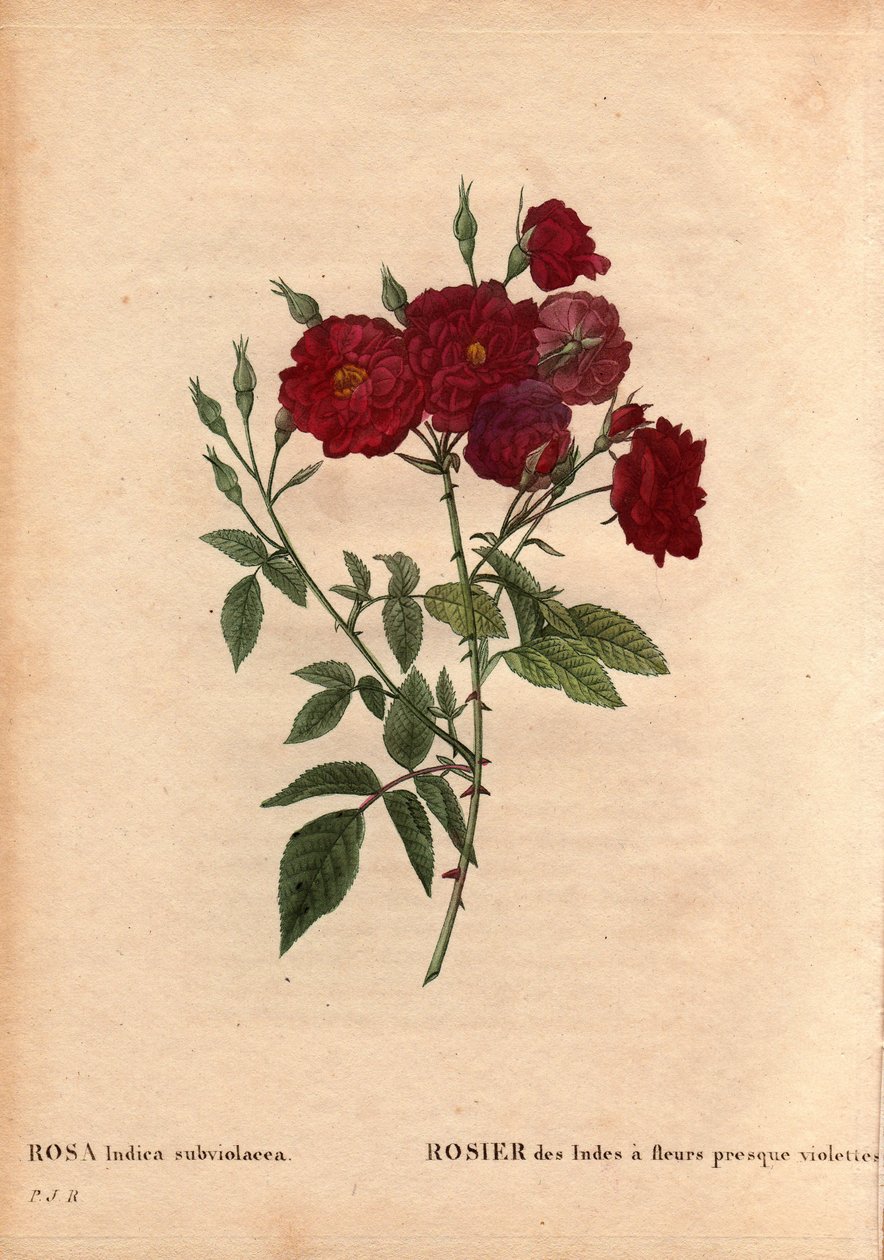 Botanisk tavle, blomst, rosesort: Indienrose med næsten violette blomster (Rosa indica subviolacea). Dyrket af M. Ternaux omkring 1812. I "" Les Roses", bind 2 af Pierre Joseph Redoute (1759-1840) af Pierre Joseph Redouté