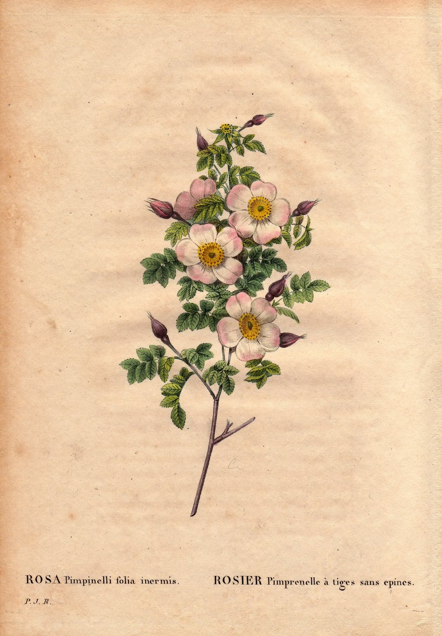 Botanisk tavle, blomst, rosesort: Pimprenellerose med stængler uden pigge (Rosa pimpinellifolia inermis). I "" Les Roses", bind 2 af Pierre Joseph Redoute (1759-1840) af Pierre Joseph Redouté