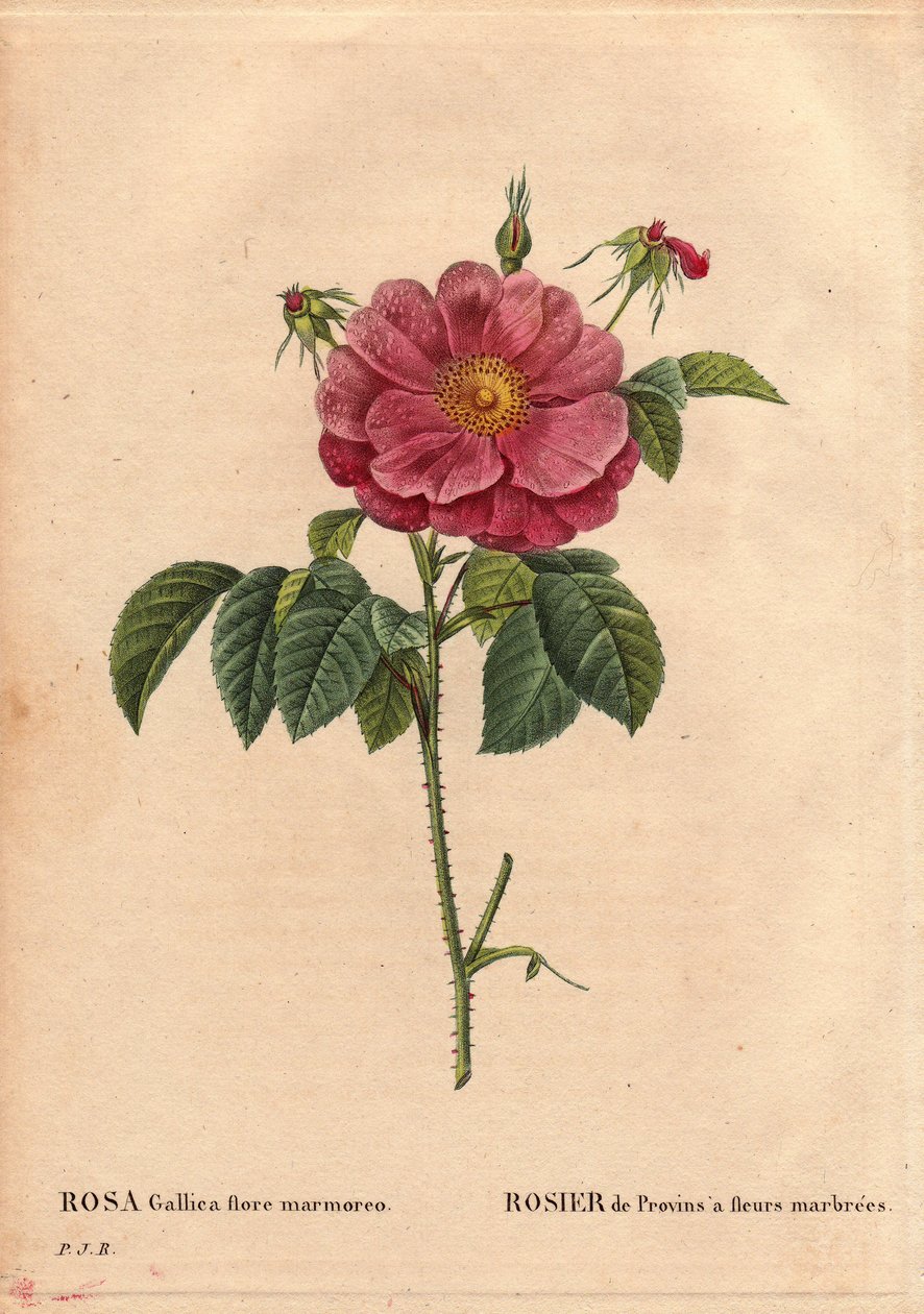 Botanisk bord, blomst, rosesort: Provinrose med marmorerede blomster (Rosa gallica flore marmoreo). Ukendt oprindelse. I "" Les Roses", bind 2 af Pierre Joseph Redoute (1759-1840) af Pierre Joseph Redouté
